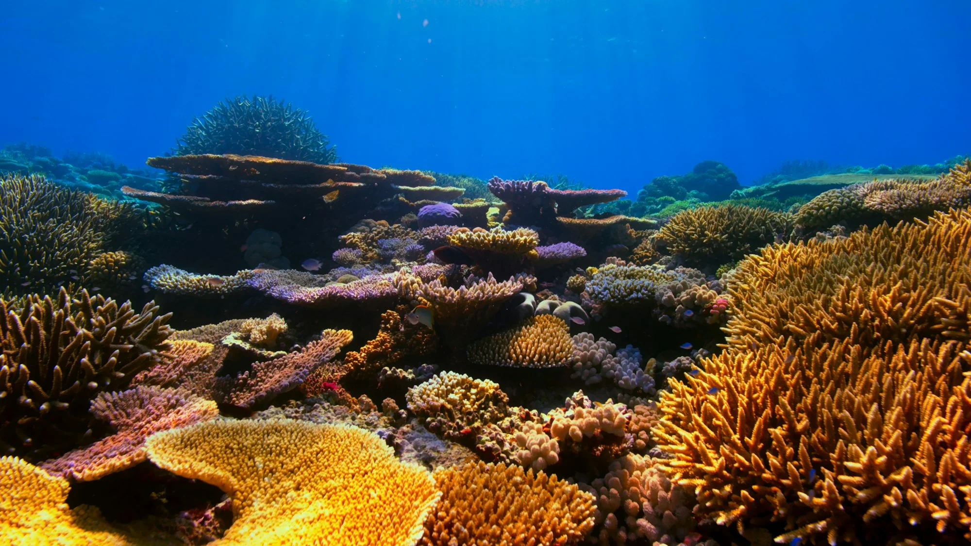 Healthy reef: live coral cover above 40 percent.